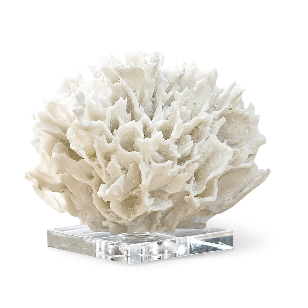 Ribbon Coral (White) by Regina Andrew