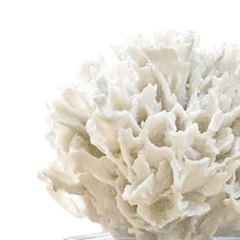 Load image into Gallery viewer, Ribbon Coral (White) by Regina Andrew
