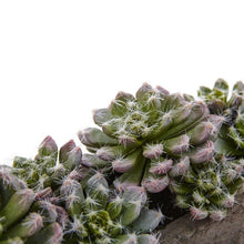 Load image into Gallery viewer, Succulent Garden in Concrete Planter

