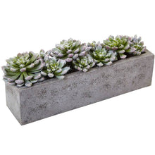 Load image into Gallery viewer, Succulent Garden in Concrete Planter
